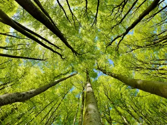 Trees and sky